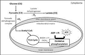The basic parts of the cell, however, remain the same whatever the cell's function. Energy Production Pathways In Animal Cells Download Scientific Diagram