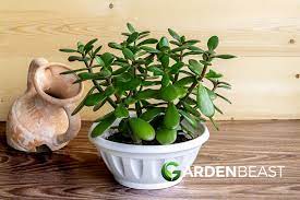 Complete Guide To Jade Plants How To Plant Grow Care For Money Plants Jade Plants Jade Plant Care Easy Plants