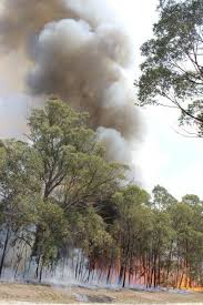 Check spelling or type a new query. Eucalyptus Oil And Fire Information About Flammable Eucalyptus Trees