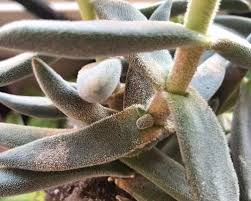 Check spelling or type a new query. Why Does My Succulent Have Spots Succulent Alley