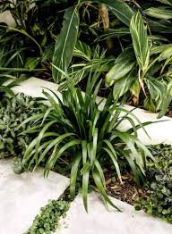 Before you plant any walking iris plants, you'll need to keep in mind that they grow fast. Plant Profile Walking Iris