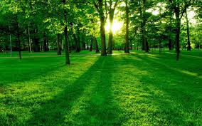 Fotor's wallpaper creator offers you inspirational desktop wallpaper templates that motivate you to do something awesome or relax your mind. The 10 Nature Green Color Hd Wallpapers Good For Your Eyes Nocturnal
