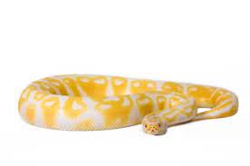 Albino Ball Python For Sale Pythons For Sale Ball Python Snakes For Sale