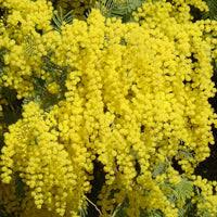 Image result for Acacia dealbata