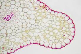Cells are bounded by a plasma membrane which is so thin it is often invisible even with a light microscope. 129 Plant Vacuole Photos Free Royalty Free Stock Photos From Dreamstime