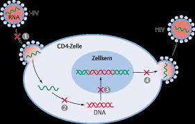 Abb 1 Replikationszyklus Von Hiv Und Antiretrovirale Therapieansatze Download Scientific Diagram