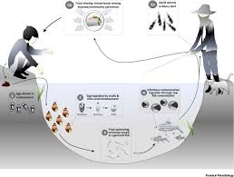 Liver fluke in sheep also known as: Prospects And Challenges Towards Sustainable Liver Fluke Control Sciencedirect