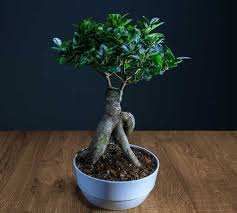 A wide variety of bonsai options are available to you Ficus Ginseng Taille Arrosage Et Conseil D Entretien