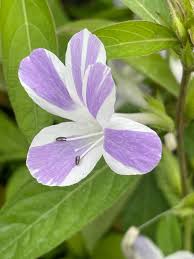 Image result for Barleria rigida