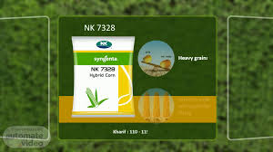 Very uniform and appealing plant type. Powerpoint Presentation Automate Video
