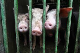 Given that the african swine fever crisis is still raging and thus continues to impact on local production of. African Swine Fever Hits Iligan Mindanews