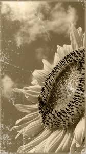 Sebab itulah kalian harus memperindah layar smartphone kamu untuk setiap waktu sekali. Gambar Bunga Matahari Hitam Putih Radea