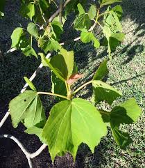 Image result for Dombeya acutangula