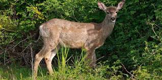 They also avoid trees that emit a pungent aroma, have a strong taste or contain thick sap or toxin. Cornell Cooperative Extension Deer Resistant Plants