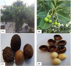 Image result for Calophyllum inophyllum