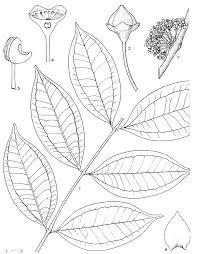 Image result for Warneckea sansibarica