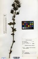 Image result for Brillantaisia cicatricosa