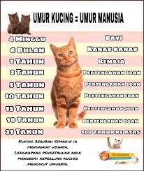 Kalender ataupun disebut penanggalan yang biasa di kenal pada negara tercinta kita indonesia ada dua macam yaitu kalender masehi dan hijriyah. Pengiraan Usia Kucing The Mamamiaow