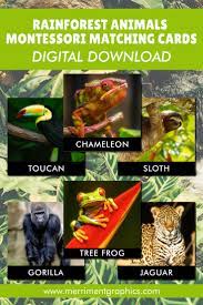 Rainforest Animals Matching Cards Digital Download Etsy Rainforest Animals Rainforest Rainforest Facts