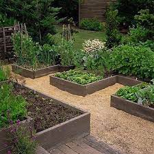 Cedar Raised Garden Beds Made From Fence Pickets Single Width Building A Raised Garden Diy Raised Garden Vegetable Garden Raised Beds
