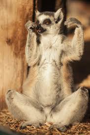 Zebras im saarbrücker zoo (foto: Rebecca Forster Zoography Posts Facebook