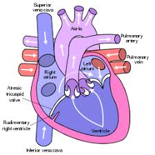 Blue Baby Syndrome Wikipedia