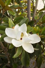 Check out our evergreen magnolia selection for the very best in unique or custom, handmade pieces from our there are 1285 evergreen magnolia for sale on etsy, and they cost $26.84 on average. Saint Mary Southern Magnolia