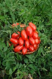 Image result for tomato Piccadilly