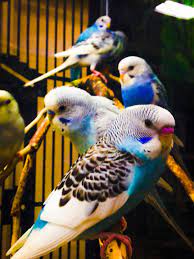 Check spelling or type a new query. Pet Shop Parakeets Cute Birds Budgies Bird Budgies