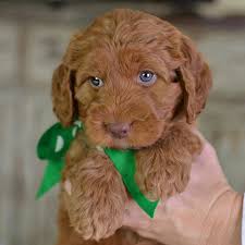 Find pet toys, pet treats, leashes, collars and other discount pet supplies online. Pets Online Usa Facebook