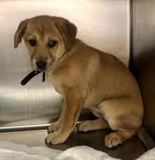 No classes currently scheduled for this location. Pin On Puppy