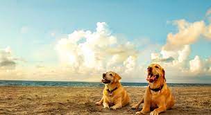 You can find them as guide dogs for the blind, in the police force, at the. Labrador Retriever Rescue Of Florida Inc Linkedin