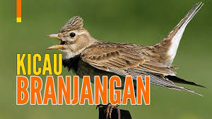 Yang ingin tau spesies burung branjangan dari seluruh penjuru dunia! Pin Di Burung Kicau
