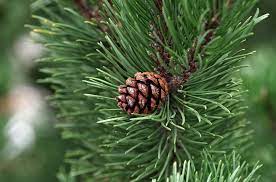 Check spelling or type a new query. Ciri Ciri Pohon Pinus Merkusii Serta Klasifikasi Akar Batang Daunnya