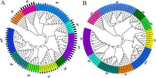 Check spelling or type a new query. Genome Wide Identification Phylogeny And Expression Analysis Of The Sbp Box Gene Family In Euphorbiaceae Bmc Genomics Full Text