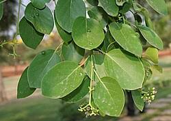 Image result for Cordia