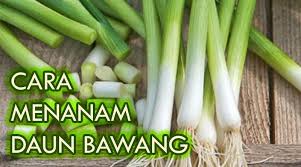 Harus diingat agar jangan mengisi wadah dengan terlalu banyak air agar tidak membusuk. Cara Menanam Daun Bawang Lengkap Kutanam