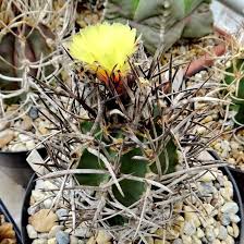 Image result for Biophytum crassipes