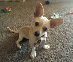 A chihuahua corgi mix is a designer cross breed of a corgi and a chihuahua and is also called a 'chigi'. Our New Puppy Cheddar She S A Chihuahua Corgi Mix Corgi Chihuahua Mix Rat Terrier Dogs Cute Chihuahua