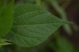 Image result for Triumfetta annua