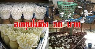 ข นตอนการเพาะเห ดฟางในตระกร า เห ดเข มทอง พ นท น อย สร างรายได ให ครอบคร ว ส นค าป ายแดง ตะกร า