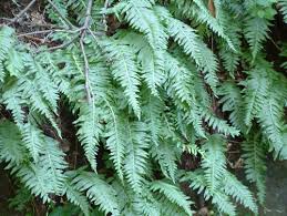 Image result for Polyporus pendulus