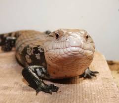 Clint looks at the these incredible lizards to help you determine if. Blue Tongue Skink Maldon Essex Pets4homes