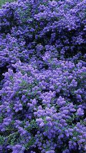 With its royal symbolism, shades of purple are sure to add some elegance to your garden! Pin On Sarge