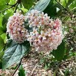 Image result for Rogiera amoena