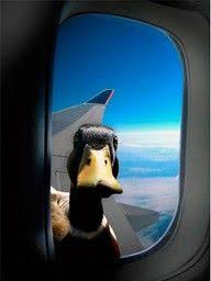 Too Funny To Look Out Your Window Of An Airplane And See A Duck Looking In At You Funny Animals Funny Animal Pictures Animals