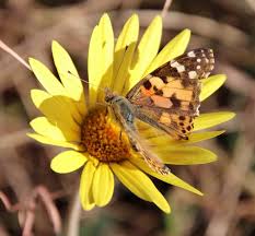 Image result for Haplocarpha scaposa