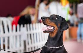 Looking for healthy beauceron puppies for sale. Beauceron Temperament What You Should Know Before You Commit