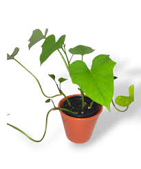 Image result for Ipomoea