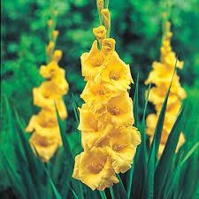 Pin On Perennial Cottage Garden
